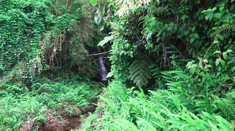 Small waterfall in tropical rain forest Video stock 42967865