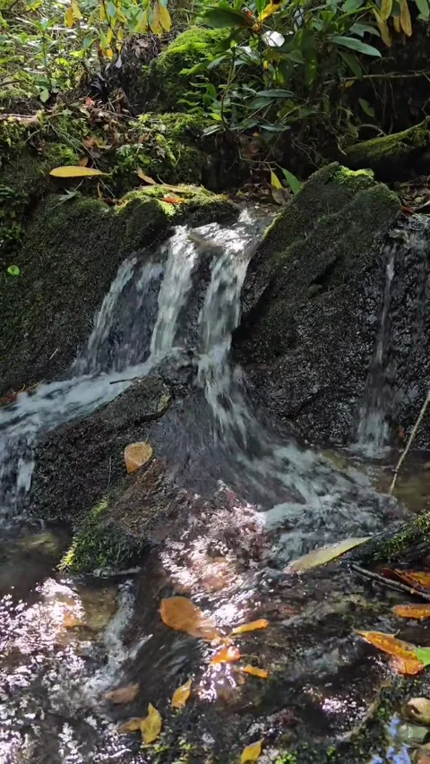 Small Waterfall in the Woods Vertical Stock Footage 318958668