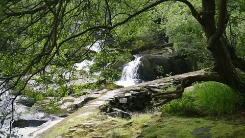 Small waterfalls surrounded by greenery of forest vegetation Video stock 78659720