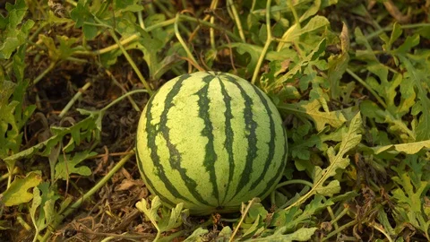 Small watermelon in the garden Stock Footage 128214379