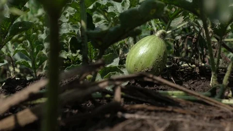 Small watermelon in growing on field close up low shot Stock-Footage 114120232