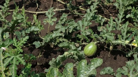 Small watermelon in growing on field Stock Footage 114120158