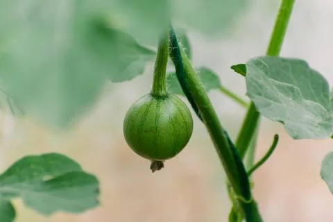 Small watermelon growing on stem Stock Photos