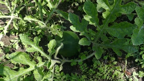 Small watermelon grows in the country Stock Footage 158400692