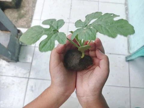 Small Watermelon Seedling Held in Human Hands Foto stock