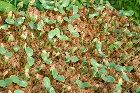 Small watermelon seedling Stock Photos