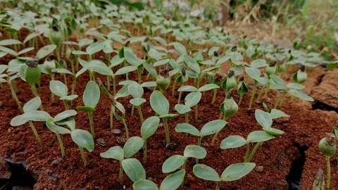 Small watermelon tree Stock Footage 319877470