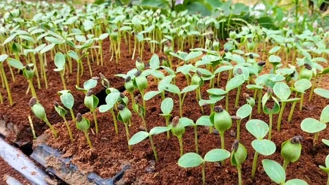 Small watermelon tree Stock Footage 329012757
