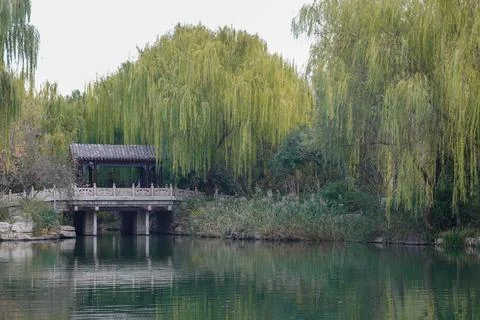 Small waterside pavilion beneath drooping willows Stock Photos