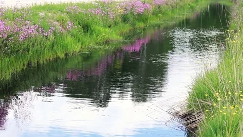 Small Wave on a Tranquil Water Surface ,River in Forest With Blooming Flowers Stock Footage 77354285