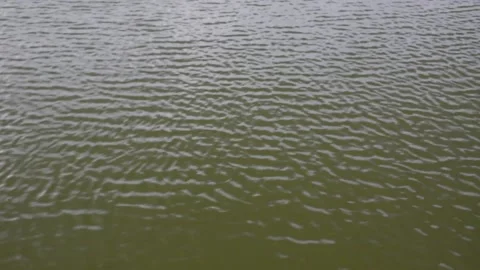 Small waves and dry twigs beauty nature Stock Footage 131105058