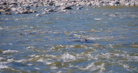 Small waves and stream in the river / Rock throwing at 스톡 동영상 130923437