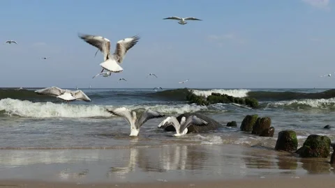Small waves on the Baltic Sea. Seagulls Stock Footage 210205727