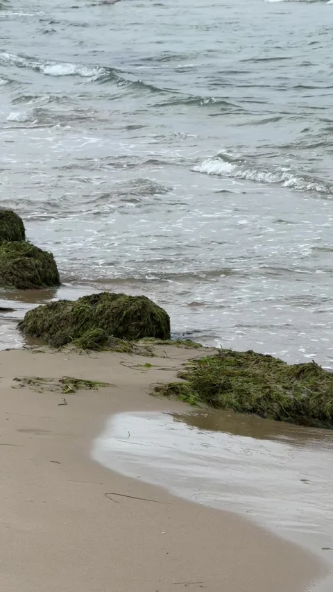 Small waves breaking and receding over sandy shore with mossy rocks Stock Footage 345499446