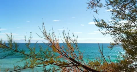Small waves breaking on the reefs in the Italian sea throught some tree Stock Footage 243420048
