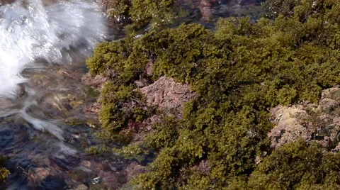Small waves caressing algae Stock Footage 41585568