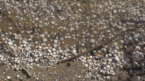 Small Waves Crashing Over Shells 库存影片 72716839