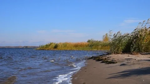 Small waves drive white foam onto a sandy shore, reeds and bushes on an empty Stock Footage 118505781