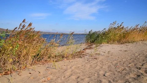Small waves drive white foam onto a sandy shore, reeds and bushes on an empty Stock Footage 118505823