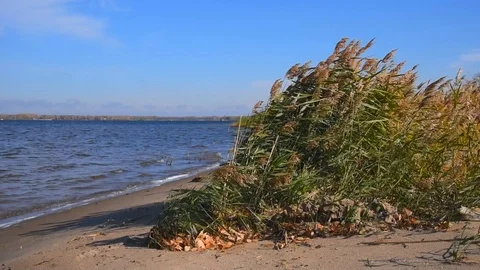 Small waves drive white foam onto a sandy shore, reeds and bushes on an empty Stock Footage 118505824