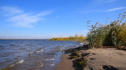 Small waves drive white foam onto a sandy shore, reeds and bushes on an empty Stock Footage 118505873