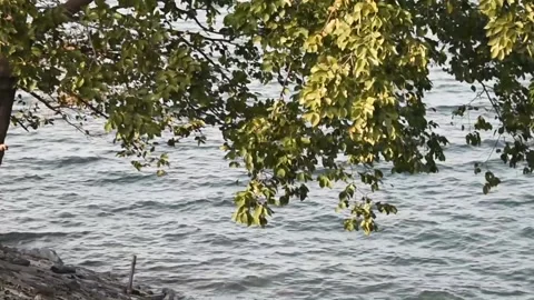 Small waves floating in a lake ,behind the trees. Stock Footage 131704380