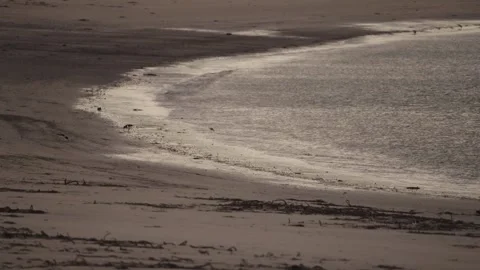 Small waves 스톡 동영상 231726563