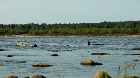 Small waves on the forest river in sunny weather, Stock Footage 169710511