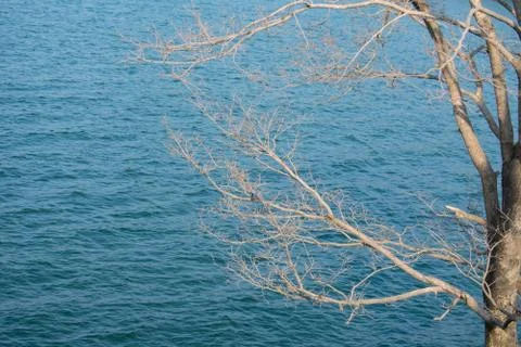 Small waves formation on the blue lake with a tree in the foreground Foto stock