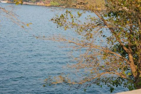 Small waves forming in a lake with a tree in the foreground Stock Photos