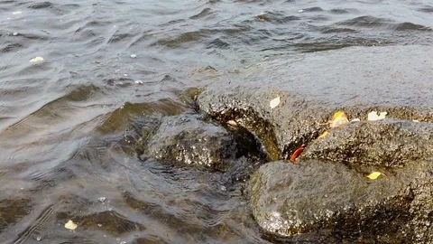 Small waves hitting rocky shore in slow motion Stock Footage 163331235