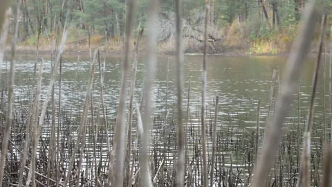 Small waves on the lake Stock Footage 139721814