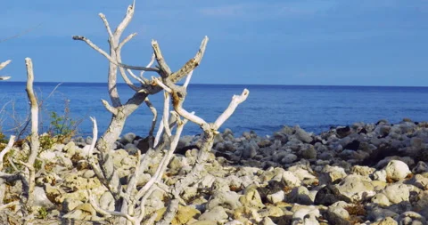 Small waves, lava rocks and coastal plants in Hawaii Stock Footage 330753396