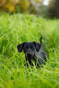 Small Waves Stock Photos
