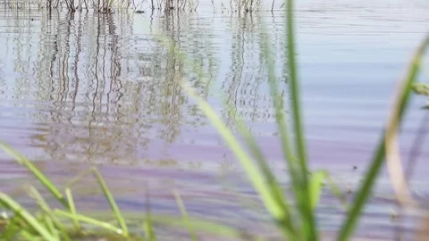 Small waves on the pond Stock Footage 76657965