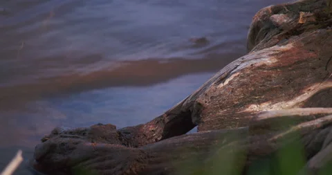 Small waves on river bank with grass in foreground. Stock Footage 130986279