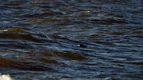 Small waves run along the surface of the water. Stock Footage