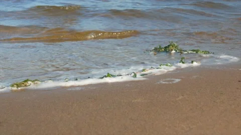 Small waves run onto the sandy shore with discarded seaweed, close-up Stock Footage 139850294
