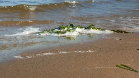 Small waves run onto the sandy shore with discarded seaweed, close-up Stock Footage 139850295