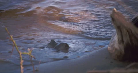 Small waves on sand and rocks at river bank. Vídeo Stock 130986497
