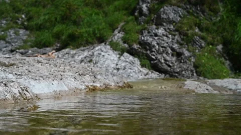 Small waves on the water of a mountain stream (slow motion) Video stock 219637547