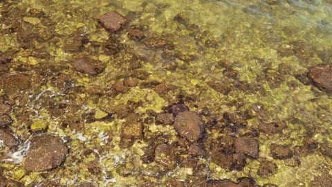 Small waves with white foam washing over rocky shore covered with brown algae in Stock Footage 341829020