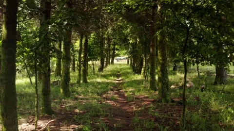 Small way in forest with gold sunset Stock Footage 279548003