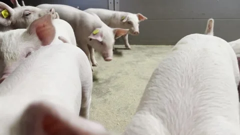 Small Weaner Piglets on Modern Farm Stock-Footage 335477716