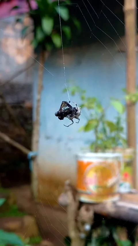 Small Weaver Spider Approaching Prey Trapped in Its Web Stock Footage 322917590
