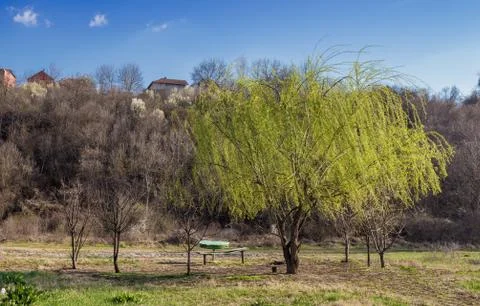 Small weeping willow tree in the early spring outdoors. Фото