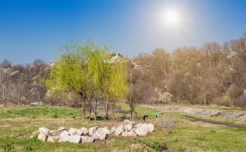 Small weeping willow tree in the early spring outdoor. 写真素材