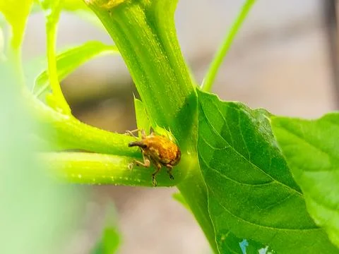 Small weevil beetle in green background Stock Photos
