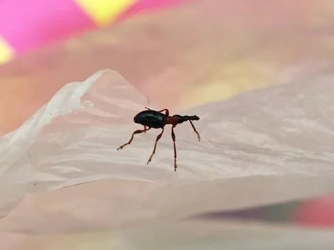 Small weevil insect on white plastic with blurred colorful background Stock Photos
