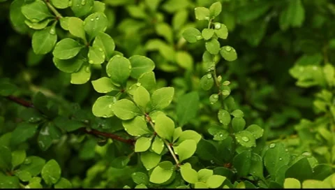 Small wet leafs on the bush Vídeo Stock 7707859